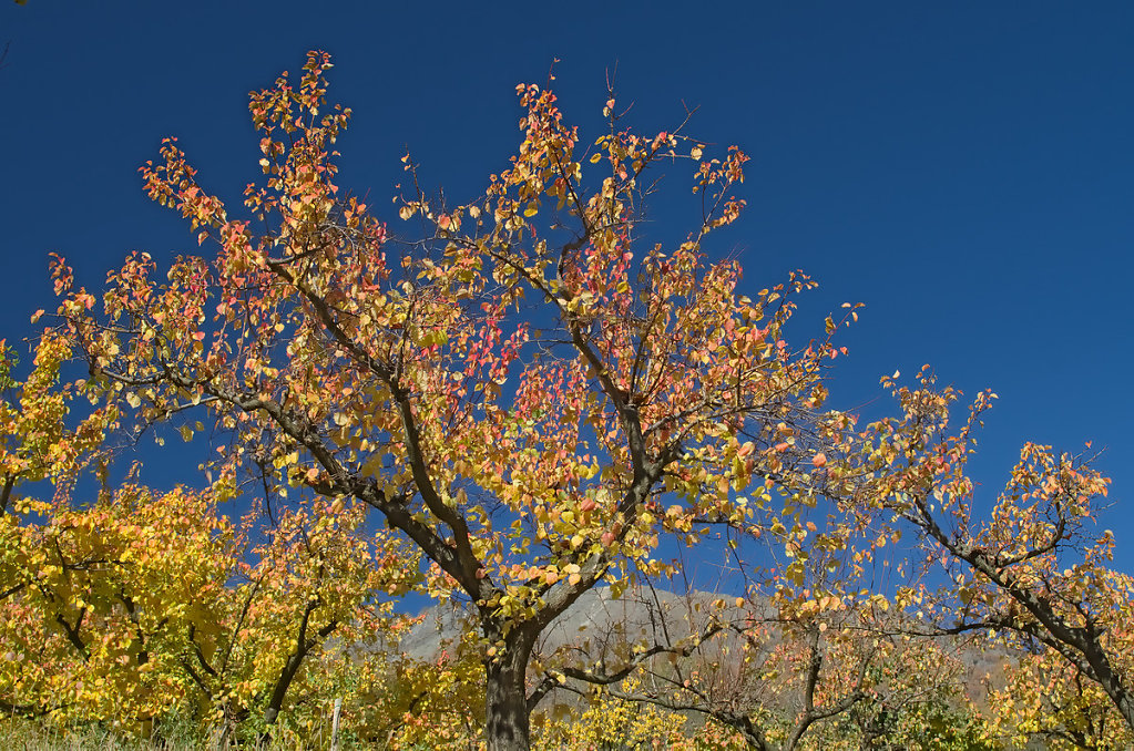 Der Baum