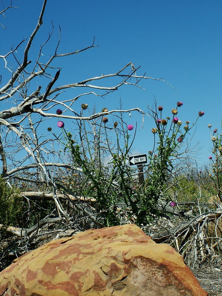 Mesa Verde