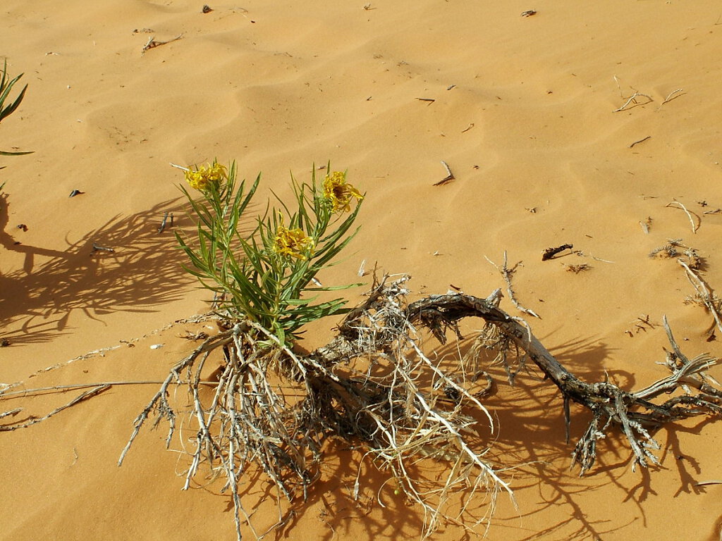 Coral Pink Sand Dunes