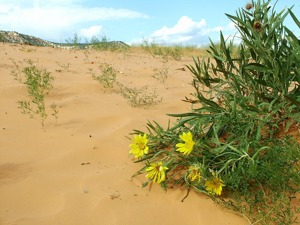 Coral Pink Sand Dunes