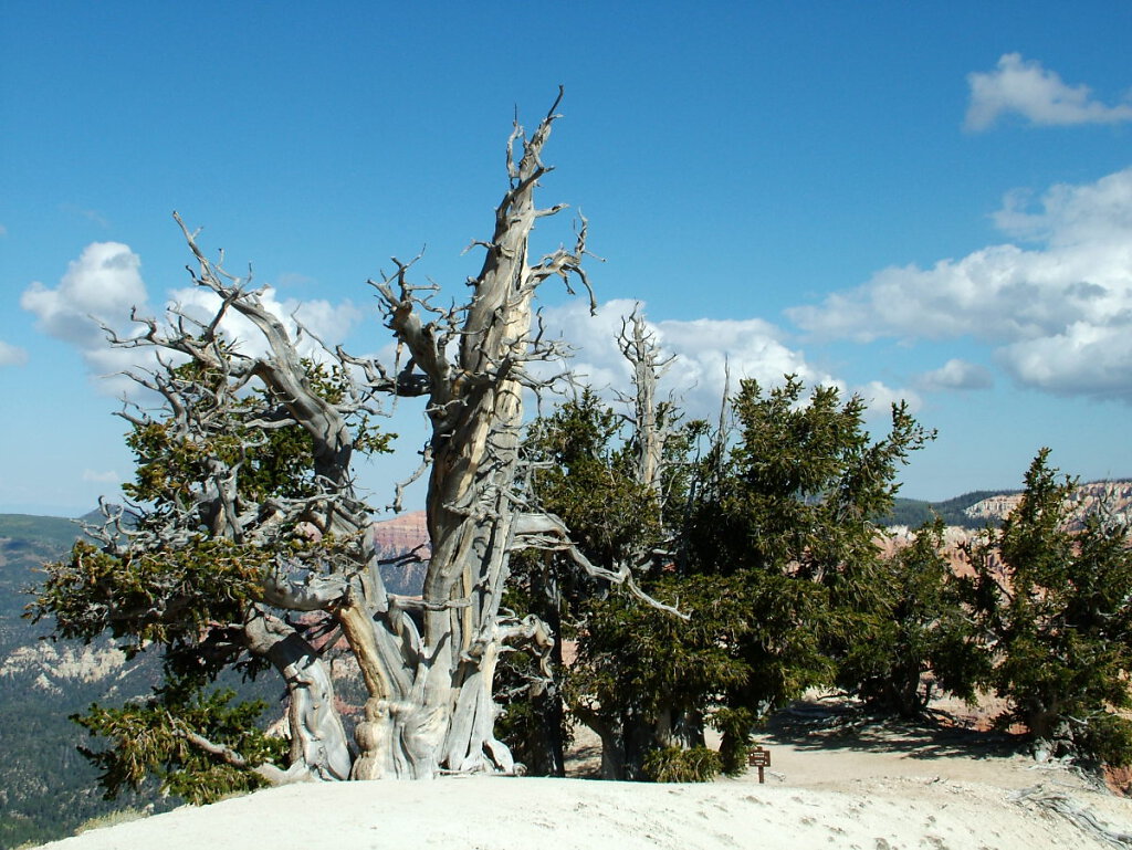 Cedar Breaks National Monument