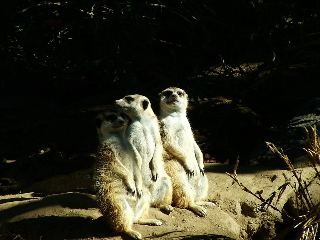 San Diego Zoo